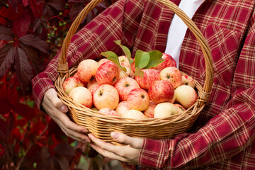 wicker basket with apples in female hands, autumn apple harvest
