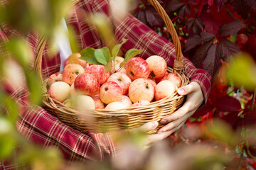 wicker basket with apples in female hands, autumn apple harvest