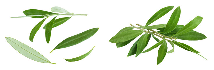 Olive green leaves isolated on white background. Top view. Flat lay.