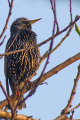 Close-up of a starling on a tree branch against a clear sky.