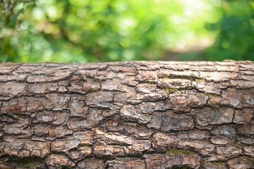 Tree bark texture in the forest. Nature background,  texture of the bark is rugged, emphasizing the...