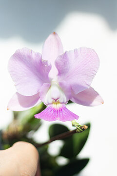 Cattleya walkeriana 'Milena Beltran': A beautiful Brazilian orchid