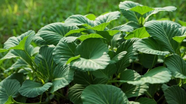 Foliage of the Centella Asiatica herbaceous plant displayed on verdant grassy substrate
