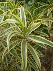 Dracaena reflexa plant in garden - in Indonesia it's called Suji kuning, Suji hias, Suji variegata