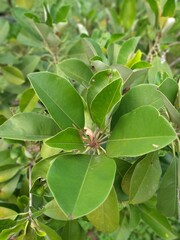 Close up of Manilkara kauki plant, also known as Caqui or Sawo kecik