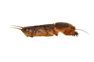 insect parasite isolated on white background