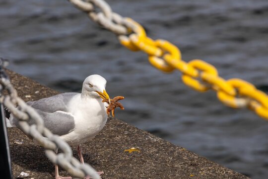 seagull on a pier eating a starfish