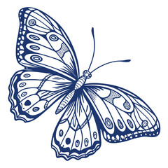 Beautiful blue butterfly