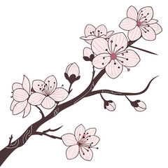 Cherry blossom branch with pink and white flowers