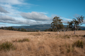 beautiful cattle in Australia  eating grass, grazing on pasture. Herd of cows free range beef being regenerative raised on an agricultural farm. Sustainable farming