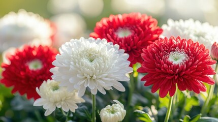 Close-up of vibrant red and white Chrysanthemum flowers illuminated by soft sunlight in a lush garden setting, showcasing detailed petal textures and fresh green foliage
