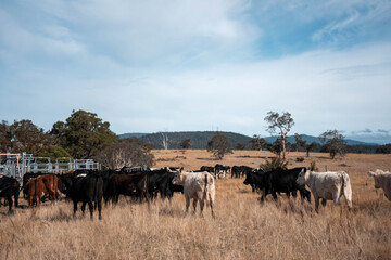 beautiful cattle in Australia  eating grass, grazing on pasture. Herd of cows free range beef being regenerative raised on an agricultural farm. Sustainable farming