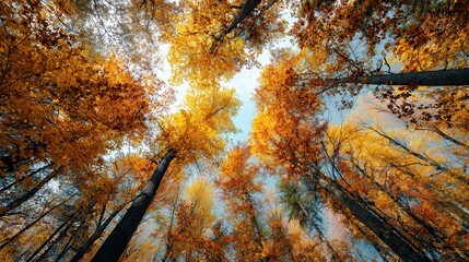 Looking up at vivid orange autumn leaves on tall trees against a blue sky