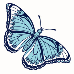Beautiful blue butterfly