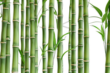 Obraz premium Lush bamboo grove, vibrant green stalks