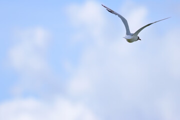 Black-headed gull flying past in a partly cloudy sky, black-headed gull flying away, some clouds in the sky, some blue sky, Chroicocephalus ridibundus, black-headed gull in flight on a sunny day