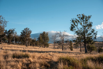 Farming landscape of stud angus and wagyu bulls grazing, with beautiful cows and cattle grazing on pasture in spring on a farm, with a crop growing food behind with hills and trees in nature