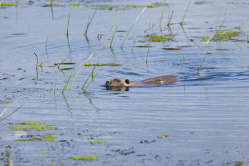 Nutria swimming in the lake among reeds, Nutria swimming among reeds, brown fur of the Nutria, blue lake, sunny day and rodent in the pond, Myocastor coypus