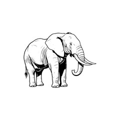 Obraz premium Detailed hand-drawn sketch of a majestic African elephant with large ears and prominent tusks. This black and white illustration captures the power and grace of this magnificent animal, perfect for wi