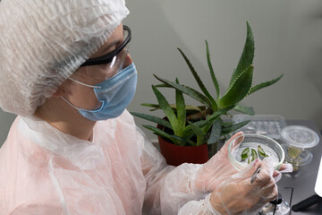 A researcher wearing protective gear examines aloe plant leaves in a lab, exploring their...