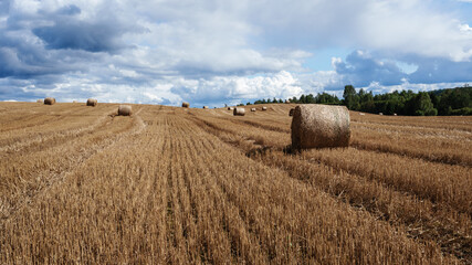 Fototapeta premium bales on the hill