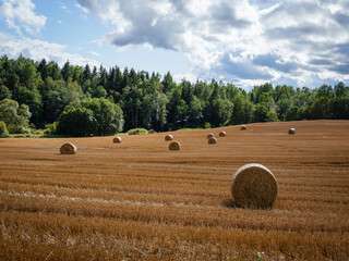 Hay bales at the edge of the forest