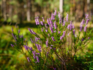 Heather bush in the forest