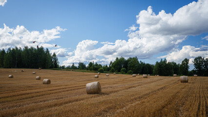 Fototapeta premium landscape with bales of hay and cranes