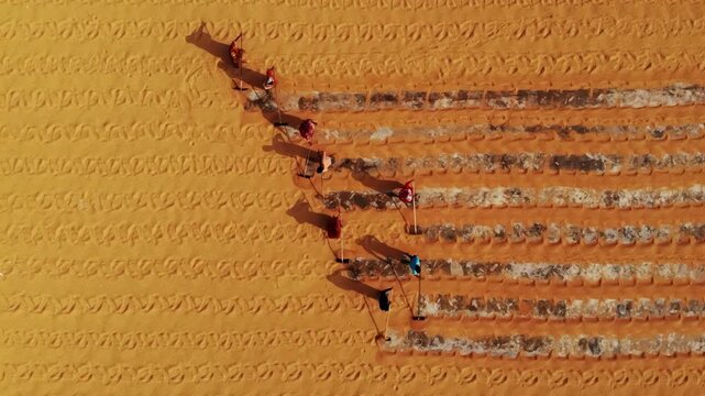 Bogura, Bangladesh - 23 August 2025: Aerial view of farmers toiling in the field, showcasing vibrant colors and textures of rural life.