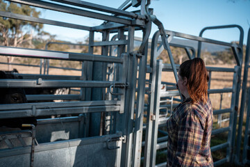 female farmer on a farm. women in agriculture working hard in stock yards herding cattle to weigh cows. organic and free range livestock sustainable ranch, grown on a farm in tasmania Australia.