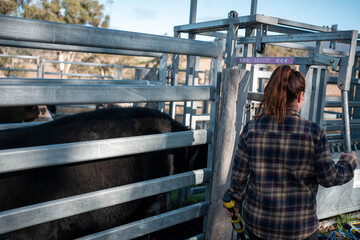 female farmer on a farm. women in agriculture working hard in stock yards herding cattle to weigh cows. organic and free range livestock sustainable ranch, grown on a farm in tasmania Australia.