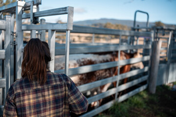 female farmer on a farm. women in agriculture working hard in stock yards herding cattle to weigh cows. organic and free range livestock sustainable ranch, grown on a farm in tasmania Australia.