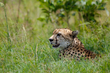 cheetah in the masai mara in Kenya