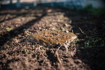 cow manure in a field on a farm in australia. natural compost material in a meadow in spring