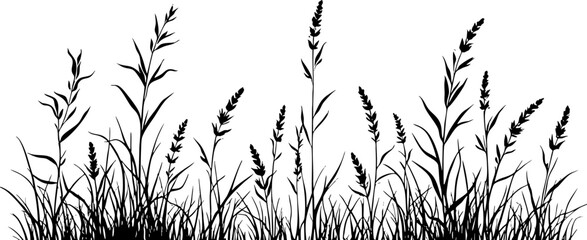 Silhouette of Wild Grass and Weeds on White Background