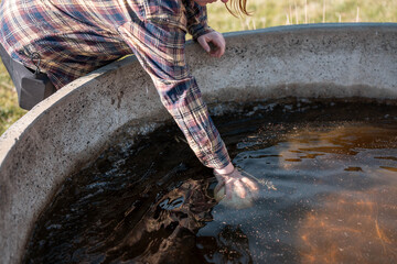 female farmer on a farm. women in agriculture working hard in stock yards herding cattle to weigh cows. organic and free range livestock sustainable ranch, grown on a farm in tasmania Australia.