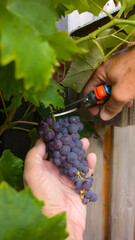 Harvesting Fresh Purple Grapes From the Vine During a Sunny Day