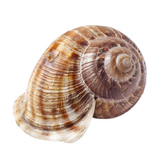 Obraz premium Close-up of a spiral shell