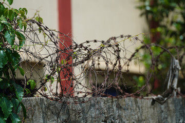 A weathered concrete wall is entwined with tangled barbed wire, some green foliage, and dead vines....