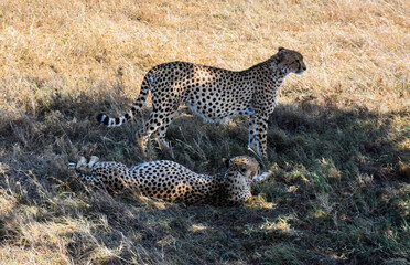 Cheeta