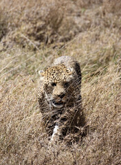 Leopardo