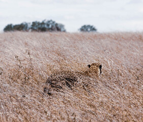 Leopardo de espaldas