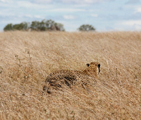 Leopardo de espaldas