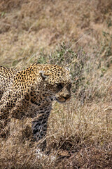Leopardo