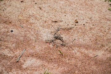 Sandy terrain shows varied textures and colors, mixed with scattered small sticks and sporadic blades of grass, all creating a natural, earthy, and organic desert backdrop.
