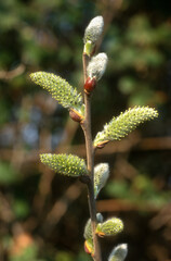 Fototapeta premium Saule marsault, Salix caprea, chaton