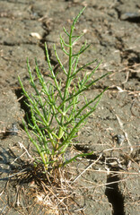 Marais salants, Salicorne, Salicornia europaea, Marais Salants de Guérande, région Pays de la...