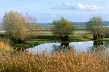 Saule cendré, Salix cinerea, lac du Der, Chantecoq, Haute Marne, 52, Marne, 51, France