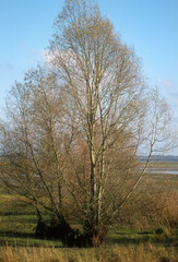 Saule cendré, Salix cinerea, lac du Der, Chantecoq, Haute Marne, 52, Marne, 51, France