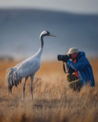 Obraz premium Wildlife photographer kneeling in dry grassland takes a close-up photo of a crane bird, highlighting nature photography and conservation in natural habitats
